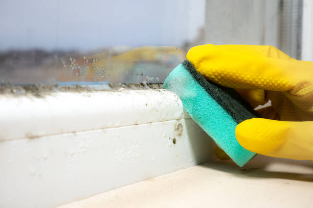 Best Bathroom Mold Remediation in Lakeville, MN