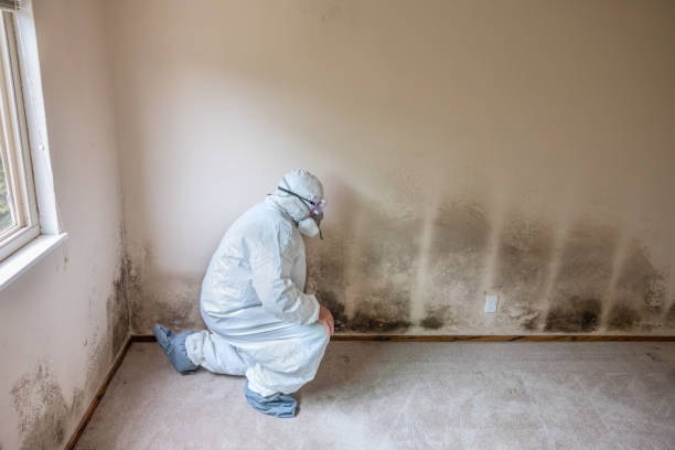 Best Post-Flood Mold Remediation in Lakeville, MN