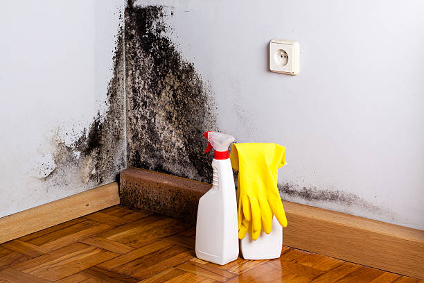 Best Kitchen Mold Remediation in Lakeville, MN