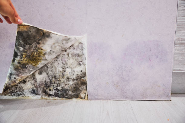 Best Bathroom Mold Remediation in Lakeville, MN